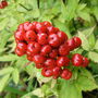 Actaea_rubra-baneberry