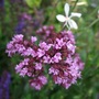 Origanum 'Herrenhausen' (Origanum)