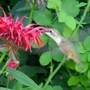 Female Rufous Hummer (monarda 'Jacob Cline')