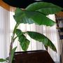 Resting place for the Banana over winter! (Musa basjoo (Japanese banana))
