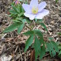 Anemone_nemerosa__robinsoniana_