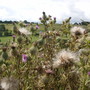 thistle fairies were blowing on the wind.