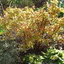 Spiraea_japonica__goldflame_