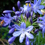 Agapanthus