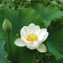 9 Year Wait (Lotus "Alba")