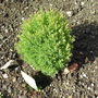 Conifer (Thuja occidentalis (Teddy))