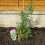 Gypsophila (Gypsophila Pacifica)