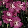 Agrostemma Milas Seeds Average Seeds 200