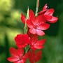 Schizostylis coccinea Kaffir Lily