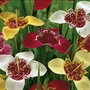 Tigridia pavonia Mixed Peacock Tiger Flower