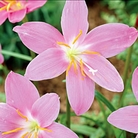 Zephyranthes rosea Windflower