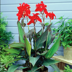 Canna Black Knight