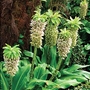 Eucomis bicolor Pineapple Lily
