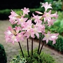 Amaryllis belladonna Jersey Lily