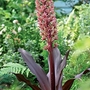 Eucomis comosa
