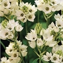 Ornithogalum Mount Everest