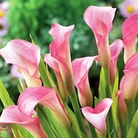 Zantedeschia rehmannii Arum Lily