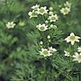 Anemone multifida Annabella White Seeds Average Seeds 45