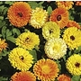 Calendula Fiesta Gitana Seeds Average Seeds 160