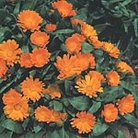 Calendula Daisy May Seeds