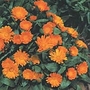 Calendula Daisy May Seeds Average Seeds 110