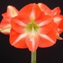 Hippeastrum Amsterdam