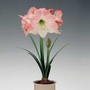 Hippeastrum Apple Blossom