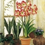 Hippeastrum Baby Star