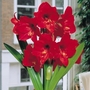 Hippeastrum Donau