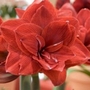 Hippeastrum Double Dragon