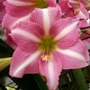 Hippeastrum Estelle