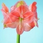 Hippeastrum Faro