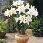 Hippeastrum Jewel