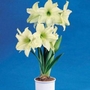 Hippeastrum Lemon Lime