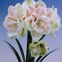 Hippeastrum Nymph