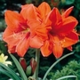 Hippeastrum Orange Sovereign