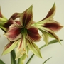 Hippeastrum Papilio Butterfly