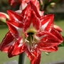 Hippeastrum Pasadena