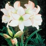 Hippeastrum Picotee