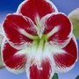 Hippeastrum Prelude
