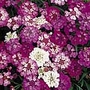 Candytuft Fairy Mixture Seeds