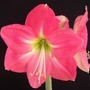 Hippeastrum Rome