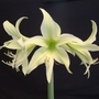 Hippeastrum San Miguel