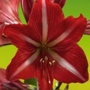 Hippeastrum Santos
