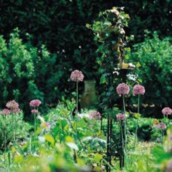 Allium aflatunense