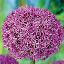 Allium Ambassador