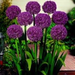 Allium Beau Regard