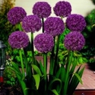 Allium Beau Regard
