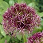 Allium cristophii