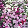 Candytuft Candycane Mixed Seeds